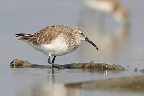 curlew sandpiper: a type of sandpiper, (Calidris ferruginea)