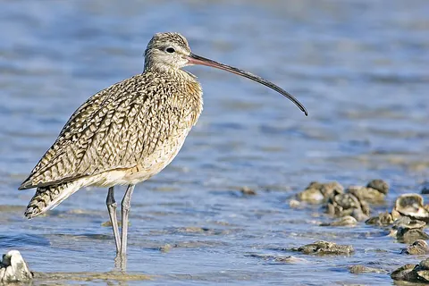 curlew: any of several migratory wading birds in the genus Numenius, remarkable for their long, slender,...