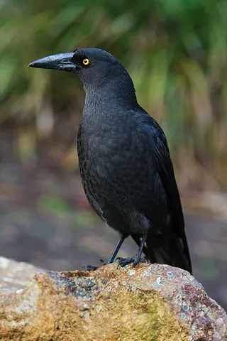 currawong: any of the three species, and several subspecies, of large, mainly black, predatory passerine birds...