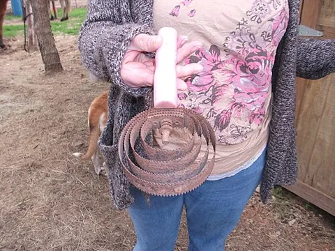 currycomb: a comb or brush, having rubber or plastic teeth, used to groom horses
