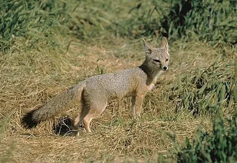 curtailed fox: a San Joaquin kit fox (Vulpes macrotis mutica)