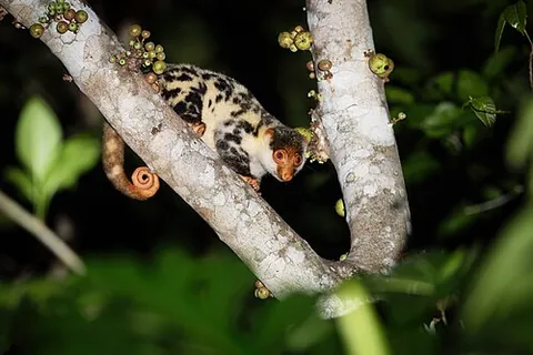 cuscus: any arboreal marsupial of most genera of the family Phalangeridae, native to northern Australia,...