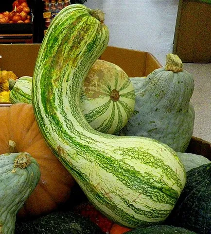 cushaw: any of certain cultivars of Cucurbita argyrosperma (Cucurbita mixta), one of the species of winter...