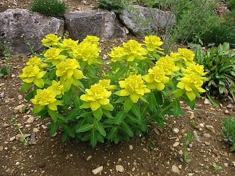 cushion spurge: a perennial spurge forming small clumps of bright yellow flowers, native to Central and...