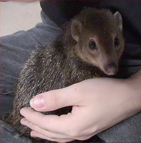 cusimanse: any of several species of dwarf mongoose or small mongoose in the genus Crossarchus, native to West...