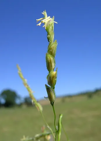 cutgrass: any of several grass species of Leersia, whose leaves have edges with very small hooked prickles