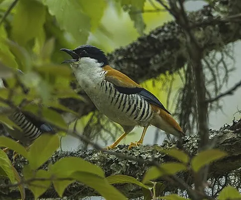 cutia: any of the birds in the genus Cutia, found in the Himalayas and Vietnam