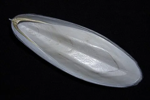 cuttlebone: synonym of cuttlefish bone (“the calcareous, oval-shaped internal shell of a cuttlefish (order...