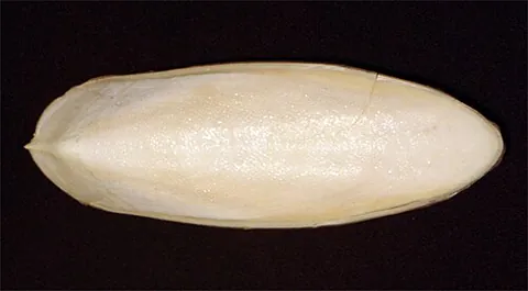 cuttlefish bone: the calcareous, oval-shaped internal shell of a cuttlefish (order Sepiida), originally used in...