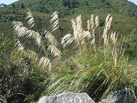 cutty grass: carex geminata (in Carex subg. Carex);
