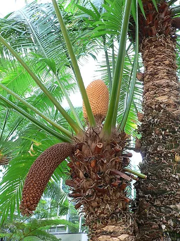 cycad: any plant of the division Cycadophyta, having a stout and woody trunk with a crown of large, hard...