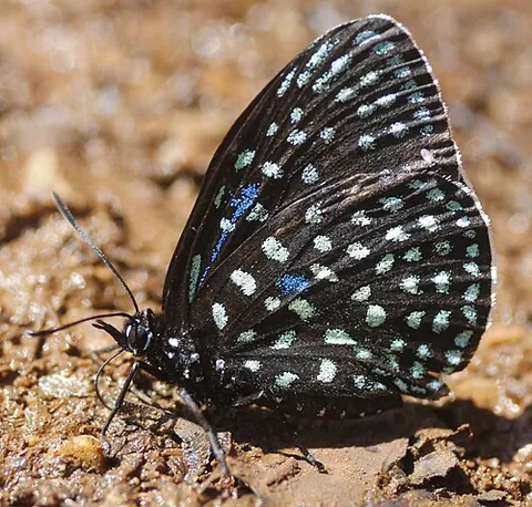cycadian: a member of the Eumaeus genus of butterflies