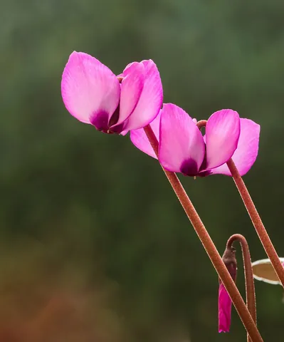 cyclamen: any of various primulaceous flowering plants, of the genus Cyclamen, widely cultivated as a...