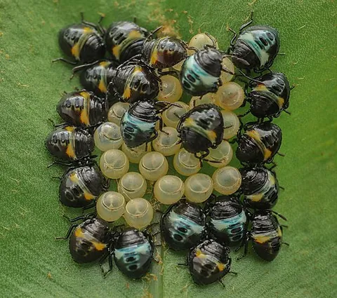 cycloalexy: a group defense behaviour in certain insect larvae where they form a tight circle with their heads...