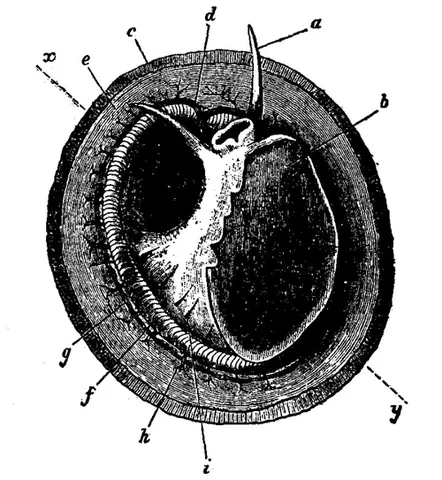 cyclobranchiate: having the gills around the margin of the body, as certain limpets do