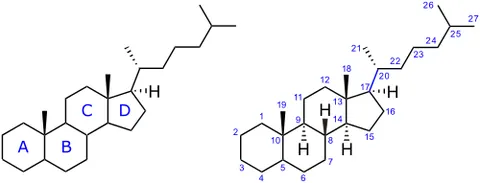 cyclopentanophenanthrene: the tetracyclic skeleton that, with a branched side chain, is common to all steroids