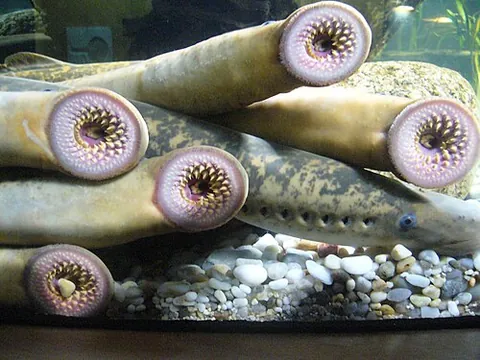 cyclostome: any of various primitive jawless fish of the class Cyclostomata, such as the lamprey or hagfish