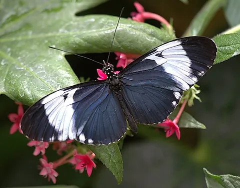 cydno longwing: heliconius cydno, a species of brush-footed butterfly