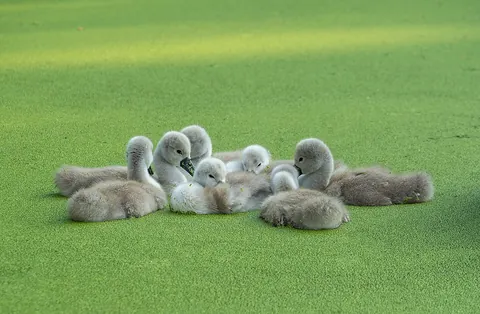 cygnet: the young of a swan