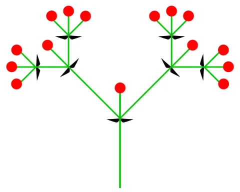 cyme: a “head” (of unexpanded leaves, etc.); an opening bud