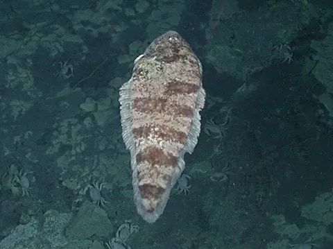 cynoglossid: any species of the tonguefish family Cynoglossidae