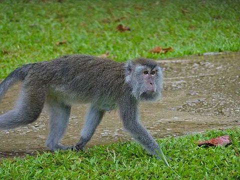 cynomolgus: a long-tailed macaque (Macaca fascicularis), native to Asia, that feeds on shellfish