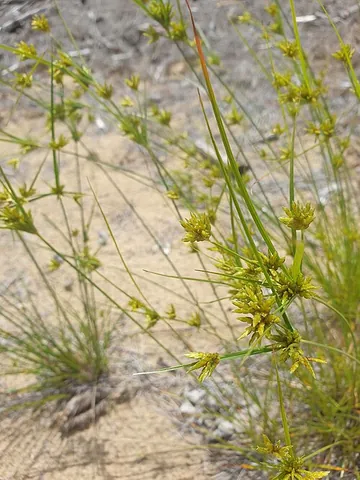 cyperus: any sedge of genus Cyperus