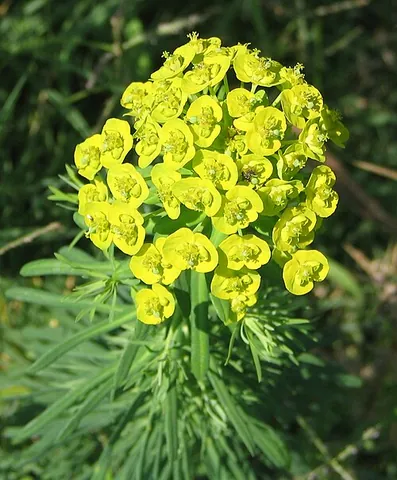 cypress spurge: an erect, perennial spurge, native to Europe and an invasive species in North America, of species...