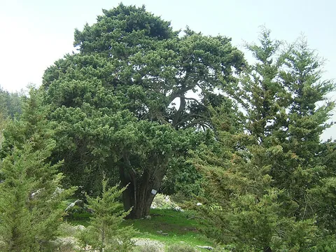 cypress: an evergreen coniferous tree with flattened shoots bearing small scale-like leaves, whose dark...