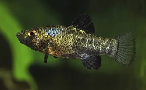 cyprinodont: any of the Cyprinodontidae, a family of fishes including the killifishes or minnows