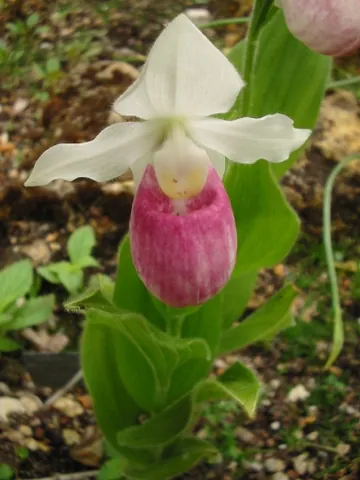 cypripedium: a member of the orchid genus Cypripedium