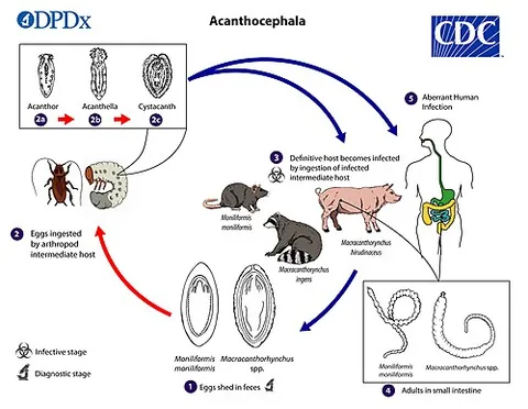 cystacanth: the final larval stage of an acanthocephalan, infective to the definitive host