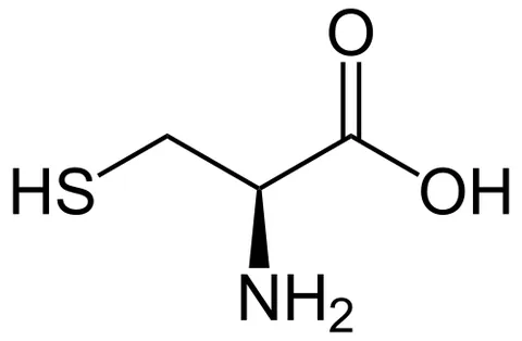 cysteine: a sulphur-containing nonessential amino acid C₃H₇NO₂S found in most animal proteins; it readily...