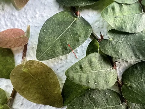 cystolith: a concretion of mineral matter within a leaf or other part of a plant