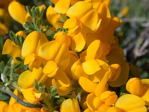 cytisus: any flowering plant in the genus Cytisus