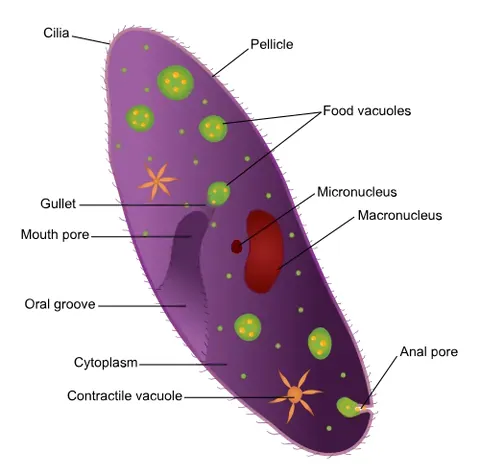 cytostome: a cellular organelle found only in certain protozoa; it is specialized for phagocytosis, and...
