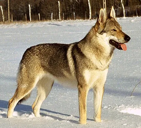 czechoslovakian wolfdog: a dog breed that began as an experiment conducted in Czechoslovakia in 1955