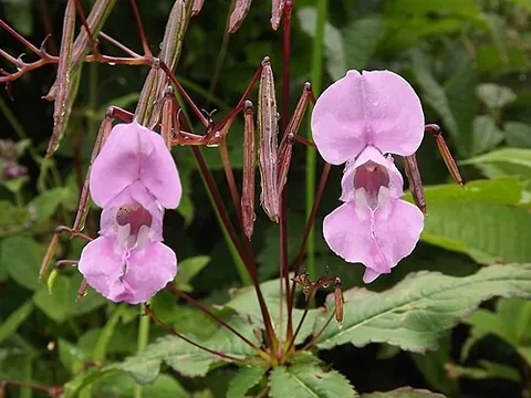 policeman's helmet: the invasive plant Impatiens glandulifera, native to the Himalayas
