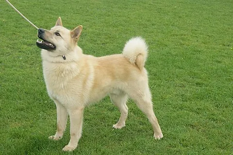 hällefors elkhound: a medium-sized, rectangular spitz breed with either a sickle or curly tail, native to Sweden