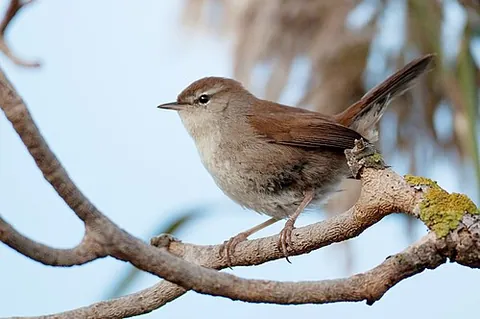 cetti's warbler: a small, Old World passerine bird, Cettia cetti, of the warbler family (Sylviidae)