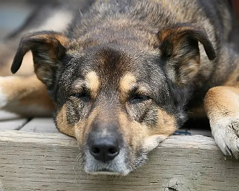 that dog won't hunt: that idea will not work; that is an inadequate explanation or proposition