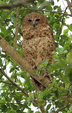 pel's fishing owl: scotopelia peli, a large owl that feeds nocturnally on fish and frogs snatched from the surface of...