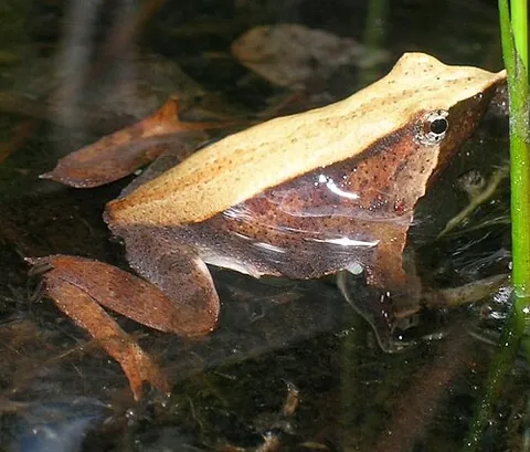 darwin's frog: rhinoderma darwinii, a species of frog native to Chile and Argentina, with a distinctive feature of...
