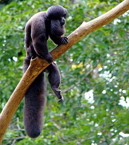 cuxiú: any of the genus Chiropotes of New World monkeys with pronounced beards