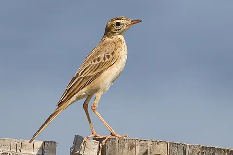 richard's pipit: anthus richardi, a medium-sized passerine bird which breeds in open grasslands in the East...