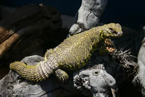 dabb lizard: uromastyx geyri, an agamid lizard