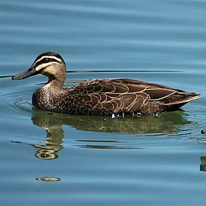 dabbling duck: one of the ducks of species in subfamily Anatinae, that feed by dabbling in shallow water,...
