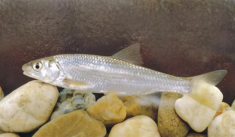 dace: a shoal-forming fish of species Leuciscus leuciscus, common to swift rivers in England and Wales...