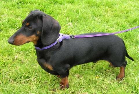 dachshund: a certain breed of dog having short legs and a long trunk, including standard-sized, miniature...
