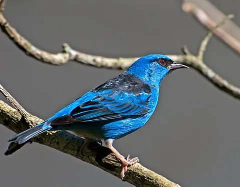 dacnis: any of a number of species of tanager in the genus Dacnis